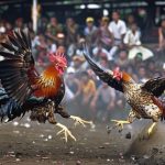 What is Thomo Cockfighting?